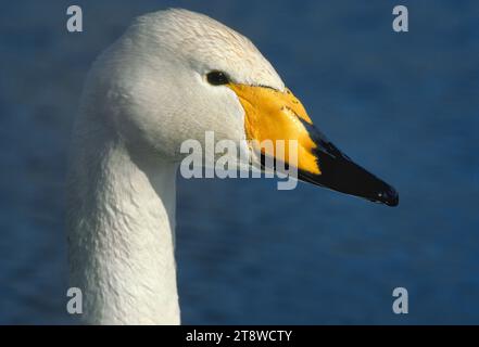 Whooper Swan (Cygnus cygnus) Nahaufnahme von halbgewohntem Vogel im Wildfowl and Wetlands Trusts Caerlaverock Reserve, Dumfries-shire, Schottland Stockfoto