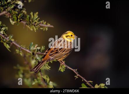 Yellowhammer (Emberiza citrinella) männlicher Vogel in farbenfrohem Zuchtgefieder in Weißdornhecke bei Abendbeleuchtung, Berwickshire, Schottland Stockfoto