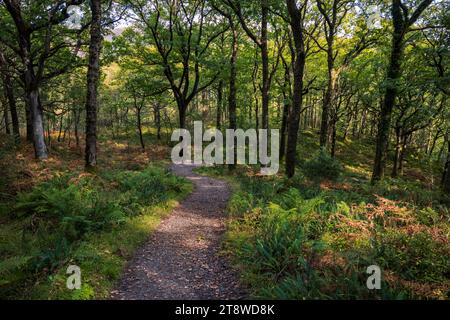 Durch den Ross Wood entlang des West Highland Way, Loch Lomond, Stirlingshire, Schottland Stockfoto