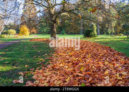 Herbstlaub in einem Park gestapelt Stockfoto