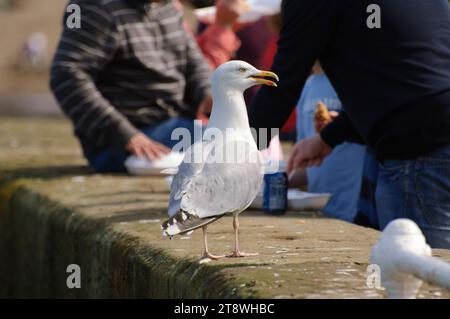 Heringsmöwe Larus argentatus, die auf der Promenade am Meer thront und auf Essensreste von Besuchern wartet, die Fish and Chips im Freien genießen, Whitby, North Y Stockfoto