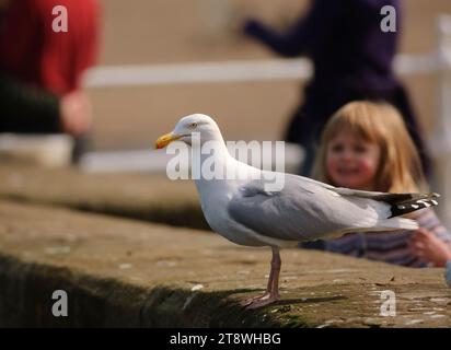 Heringsmöwe Larus argentatus, auf der Promenade, die von einem kleinen Mädchen beobachtet wird, Whitby, North Yorkshire, England, Großbritannien. April. Stockfoto