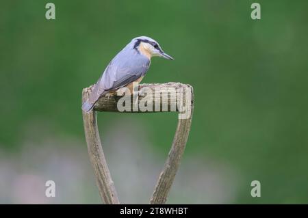 Eurasische Nuthatch Sitta europaea, auf altem Spatengriff im Garten, County Durham, England, Großbritannien, September. Stockfoto