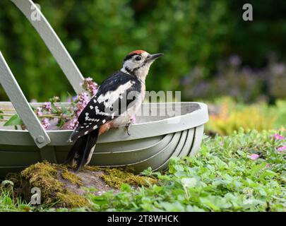 Großspecht Dendrocopus Major, Jungvogel auf Blumenkorb im Garten, County Durham, England, Großbritannien, August. Stockfoto