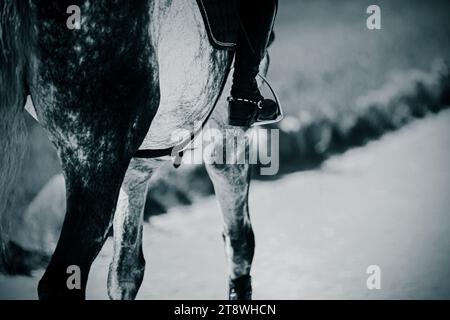 Schwarz-weiß-Foto eines grauen Pferdes mit einem Reiter im Sattel, Rückansicht. Details des Reitsports. Reiten. Der Fahrer. Stockfoto