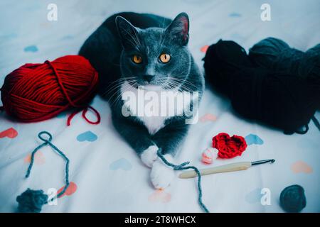 Porträt einer niedlichen grauen Hauskatze, die auf einem Bett liegt, zwischen mehrfarbigen Garnen und Wollkugeln. Strick-Kits und ein Haustier. Ein gemütliches Hobby zu Hause Stockfoto