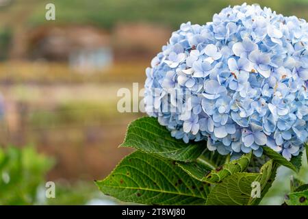 Im Garten da Lat blühen Hortensie. Dies ist ein Ort, um den ökologischen Touristengarten zu besuchen, zieht anderen Tourismus in das Hochland Vietnam an. N Stockfoto