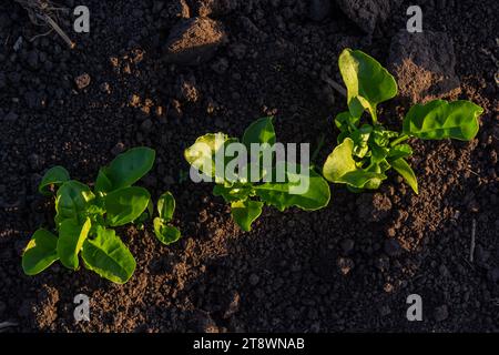 Üppig grüne Zuckerrüben im Boden Stockfoto