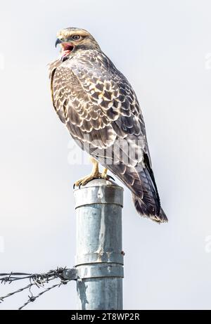 Swainsons Falke, der auf einem Zaunpfosten steht, während er in einem Stadtpark in Calgary, Alberta, Kanada, knarrt. Stockfoto