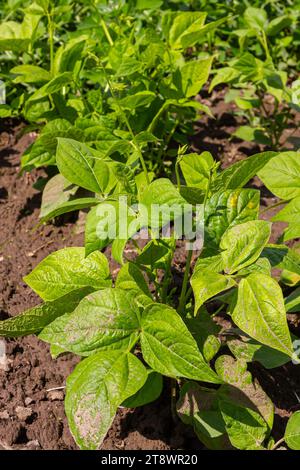 Nahaufnahme junger Pflanzen aus grüner Bohne oder Phaseolus vulgaris, die in trockenem Boden wachsen. Stockfoto