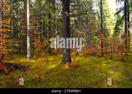 Fichtenbaum in einem Herbst gemischten Nadelwald mit Laubbäumen und Gras bedeckt den Boden Stockfoto