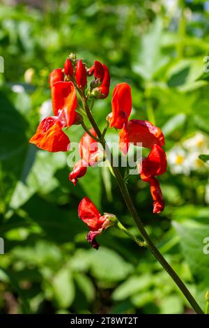 Wunderschöne Blumen von Runner Bean Plant Phaseolus coccineus, die im Garten wachsen. Stockfoto