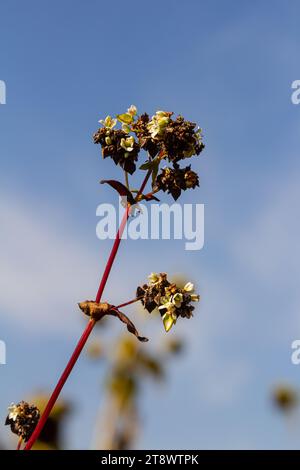 Reife Buchweizenpflanzen auf dem Feld. Selektiver Fokus. Geringe Schärfentiefe. Stockfoto