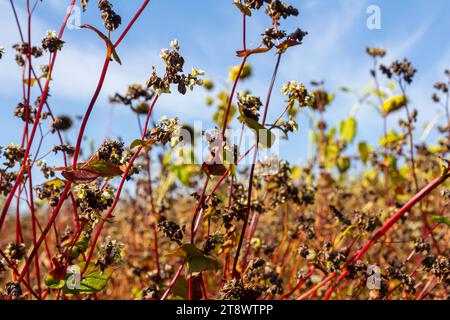 Reife Buchweizenpflanzen auf dem Feld. Selektiver Fokus. Geringe Schärfentiefe. Stockfoto