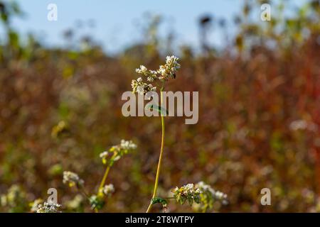 Reife Buchweizenpflanzen auf dem Feld. Selektiver Fokus. Geringe Schärfentiefe. Stockfoto