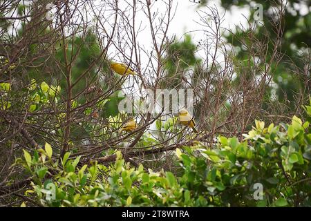 Drei hellgelbe Safranfinken stehen in einem Baum und schauen sich aufmerksam um, Lima, Peru Stockfoto