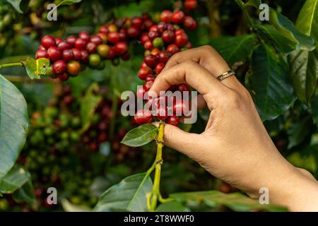 arabica-Kaffeebeeren mit Bauernhänden, Robusta und arabica-Kaffeebeeren mit Frauenhänden in Vietnam. Landwirtschaft und Natur Stockfoto