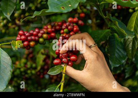 arabica-Kaffeebeeren mit Bauernhänden, Robusta und arabica-Kaffeebeeren mit Frauenhänden in Vietnam. Landwirtschaft und Natur Stockfoto