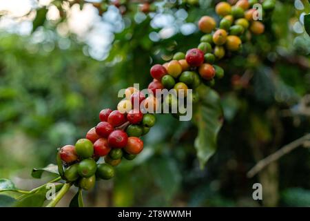 Kaffeebohnen Reifen, frischer Kaffee, Rote Beeren Zweig, Industrie Landwirtschaft auf Baum in Vietnam. Landwirtschaft und Natur Stockfoto