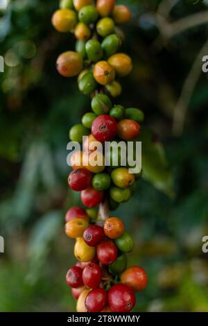 Kaffeebohnen Reifen, frischer Kaffee, Rote Beeren Zweig, Industrie Landwirtschaft auf Baum in Vietnam. Landwirtschaft und Natur Stockfoto