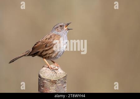 Dunnock in vollem Lied Stockfoto