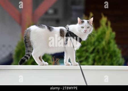 Niedliche weiße Katze an der Leine läuft auf dem Geländer der Veranda. Stockfoto