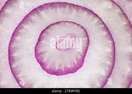 Zwiebelrot, in Nahaufnahme geschnitten, innere Ringe violett. Stockfoto