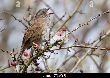 Dunnock in vollem Lied Stockfoto