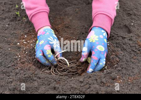 Gärtner pflanzt Rhizome von Blüten im frühen Frühjahr. Stockfoto