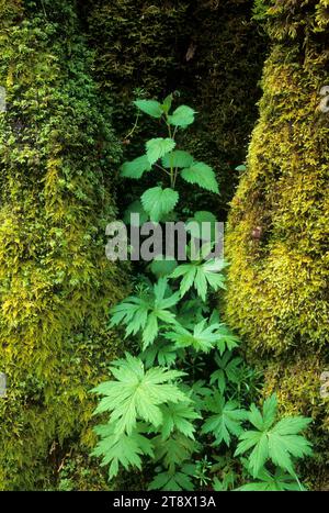 Wasserblätter und Brennnessel am Fuße von bigleaf Ahorn, Erle Glen Recreation Site, Nestucca River State Scenic Waterway, Oregon Stockfoto