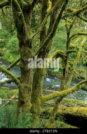 Bigleaf Ahorn über dem Nestucca River, Nestucca River State Scenic Waterway, Nestucca River National Back Country Byway, Oregon Stockfoto