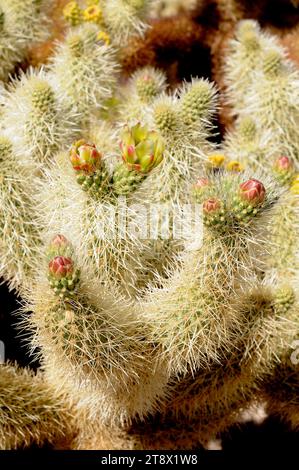 Cylindropuntia bigelovii oder Opuntia bigelovii) ist ein cholla-Kakteen aus dem Südwesten der USA und dem Nordwesten Mexikos. Dieses Foto Stockfoto