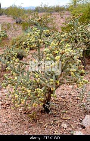 Springende Cholla (Cylindropuntia fulgida oder Opuntia fulgida) ist ein Cholla Kaktus, der in Sonora (Mexiko) und Arizona (USA) beheimatet ist. Stockfoto