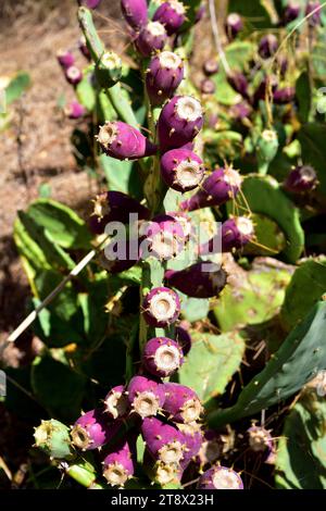 Opuntia dillenii ist ein Kaktus, der in Mexiko, den USA und den Karibischen Inseln beheimatet ist, aber in vielen ariden oder semiariden Regionen der Welt eingebürgert ist. Dieses Foto war Stockfoto