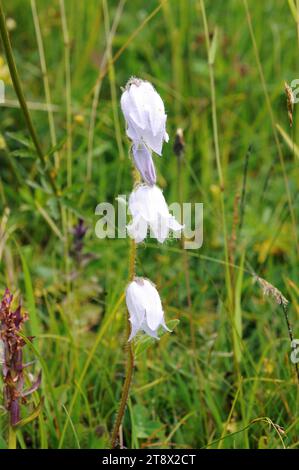 Die bärtige Glockenblume (Campanula barbata) ist eine mehrjährige Pflanze, die in Mitteleuropa beheimatet ist. Dieses Foto wurde in französischen Alpen aufgenommen. Stockfoto