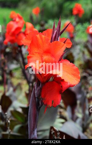 Indian SHOT (Canna indica) ist eine mehrjährige Pflanze aus Amerika, sondern in Europa, Afrika, Asien und Ozeanien eingebürgert. Stockfoto