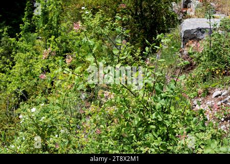 Die etruskische Geißblatt (Lonicera etrusca) ist ein kletternder Laubstrauch aus dem Mittelmeerbecken. Dieses Foto wurde in Añisclo, Ordesa und Monte aufgenommen Stockfoto