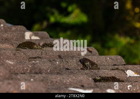 Moos auf den alten Fliesen auf einem Hausdach vor einem Garten Stockfoto