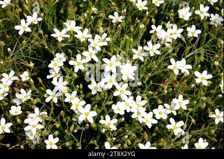 Arenaria montana ist ein ausdauerndes Kraut, das in Südwesteuropa beheimatet ist. Dieses Foto wurde in Cabo de San Antonio, Alicante, Comunid aufgenommen Stockfoto