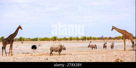 Panoramabild von zwei Giraffen mit einem Schwarzen Nashorn in der Mitte des Bildes, mit Gemsbok Oryx und Strauß, Etosha Nationalpark - Namibia Stockfoto