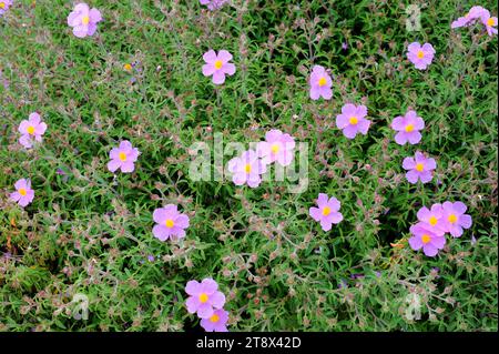 Rosa Felsenrose (Cistus creticus) ist ein Strauch aus dem Mittelmeerraum. Blumen und Blätter Detail. Stockfoto