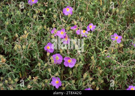 Rosa Felsenrose (Cistus creticus) ist ein Strauch aus dem Mittelmeerraum. Blumen und Blätter Detail. Stockfoto