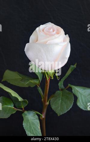 Eine schöne weiße Rosenknospe auf einem dünnen grünen Stiel vor einem verschwommenen schwarzen Lederhintergrund. Selektiver Fokus. Stockfoto