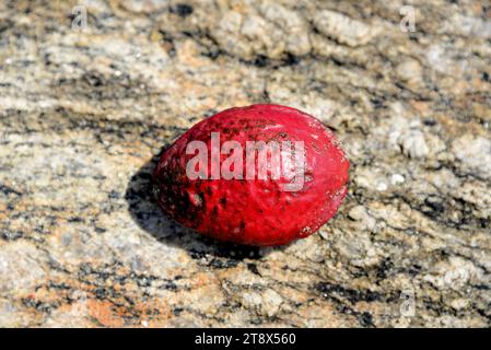 Malabar Mandel (Terminalia catappa) ist ein Laubbaum, der wahrscheinlich in Asien beheimatet ist, aber in den meisten tropischen Regionen naturalisiert ist. Es hat medizinische Eigenschaften Stockfoto