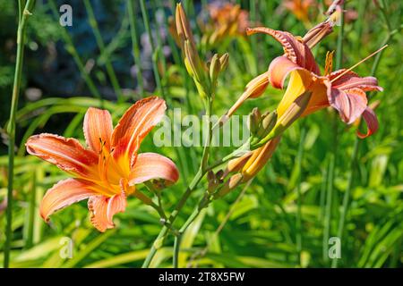 Blühende Taglilie, Hemerocallis, Nahaufnahme Stockfoto