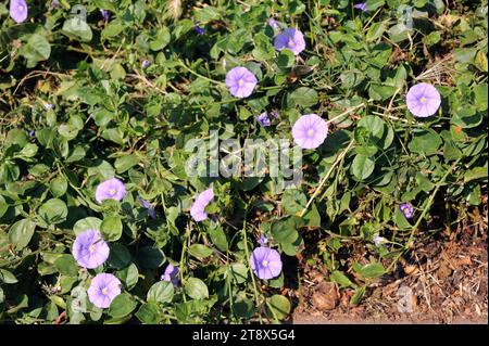 Der Blausteinsbrotweed (Convolvulus sabatius) ist eine mehrjährige Pflanze, die in Italien und Nordafrika beheimatet ist. Stockfoto