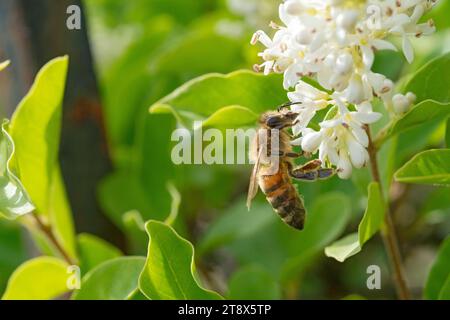 Bienensammlungs-Pollen auf Privet Ligustrum Vulgare Blossom Stockfoto