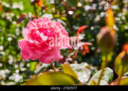 Blühende einzelne rosafarbene Rose mit Hoffnung auf Neuanfänge im wunderschönen sonnigen Garten aus nächster Nähe Stockfoto