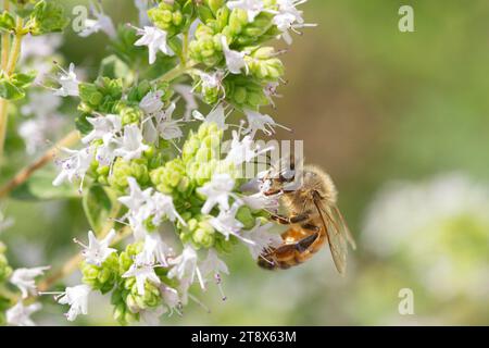 Italien, Lombardei, Bienen sammeln Pollen auf kretischem Oregano, Origanum Onites Stockfoto