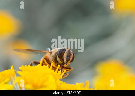 Italien, Lombardei, Bienen sammeln Pollen auf Silberkraut, Jacobaea Maritima oder Senecio Cineraria Stockfoto